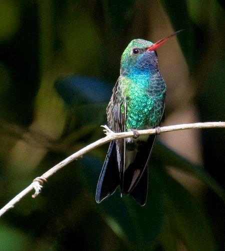 Broad-billed Hummingbird